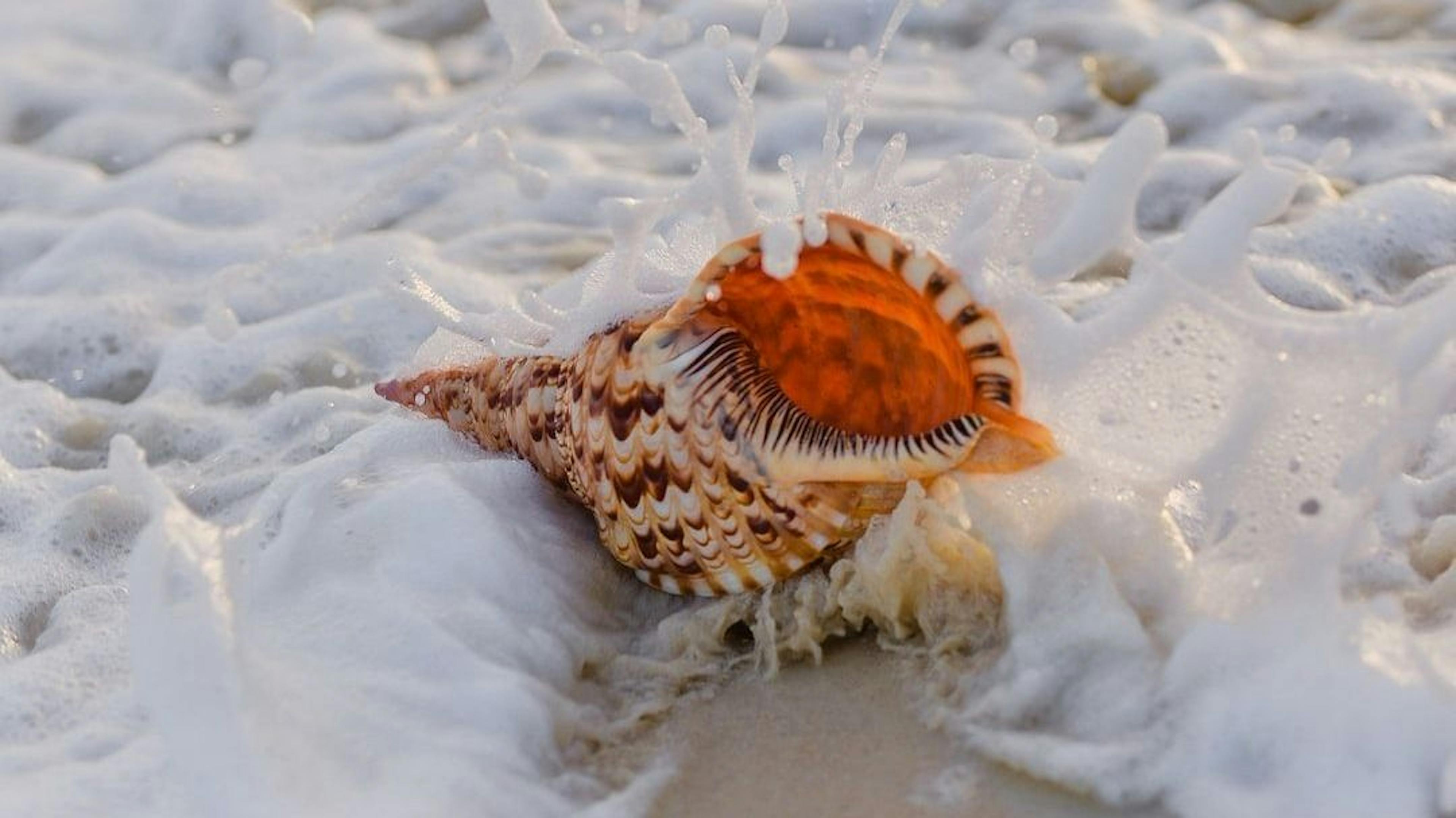 featured image - How to Use ShellJS to Combine Bash Shell Commands and Javascript