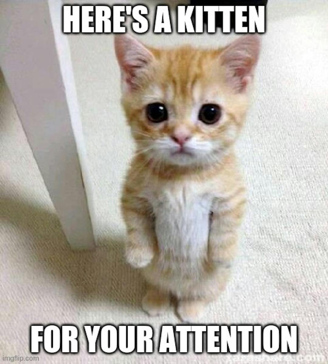 If you've gotten til here, you deserve this kitty