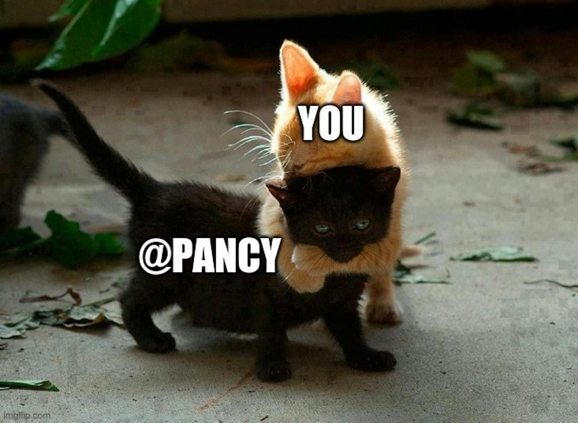 Kitties Hugging Meme