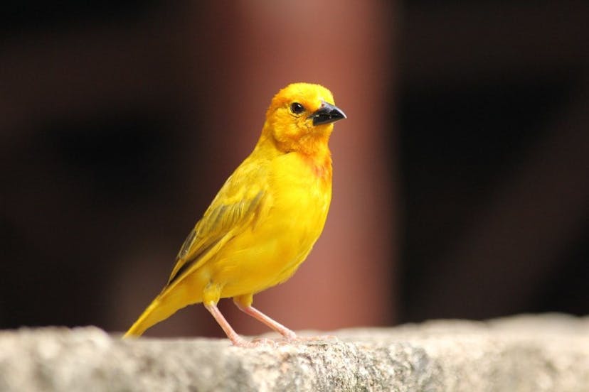 /does-your-business-need-canary-deployment feature image