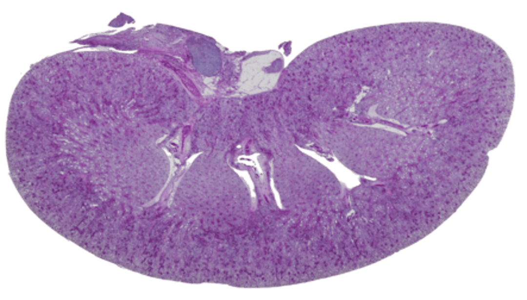Histological tissue image at 4x magnification