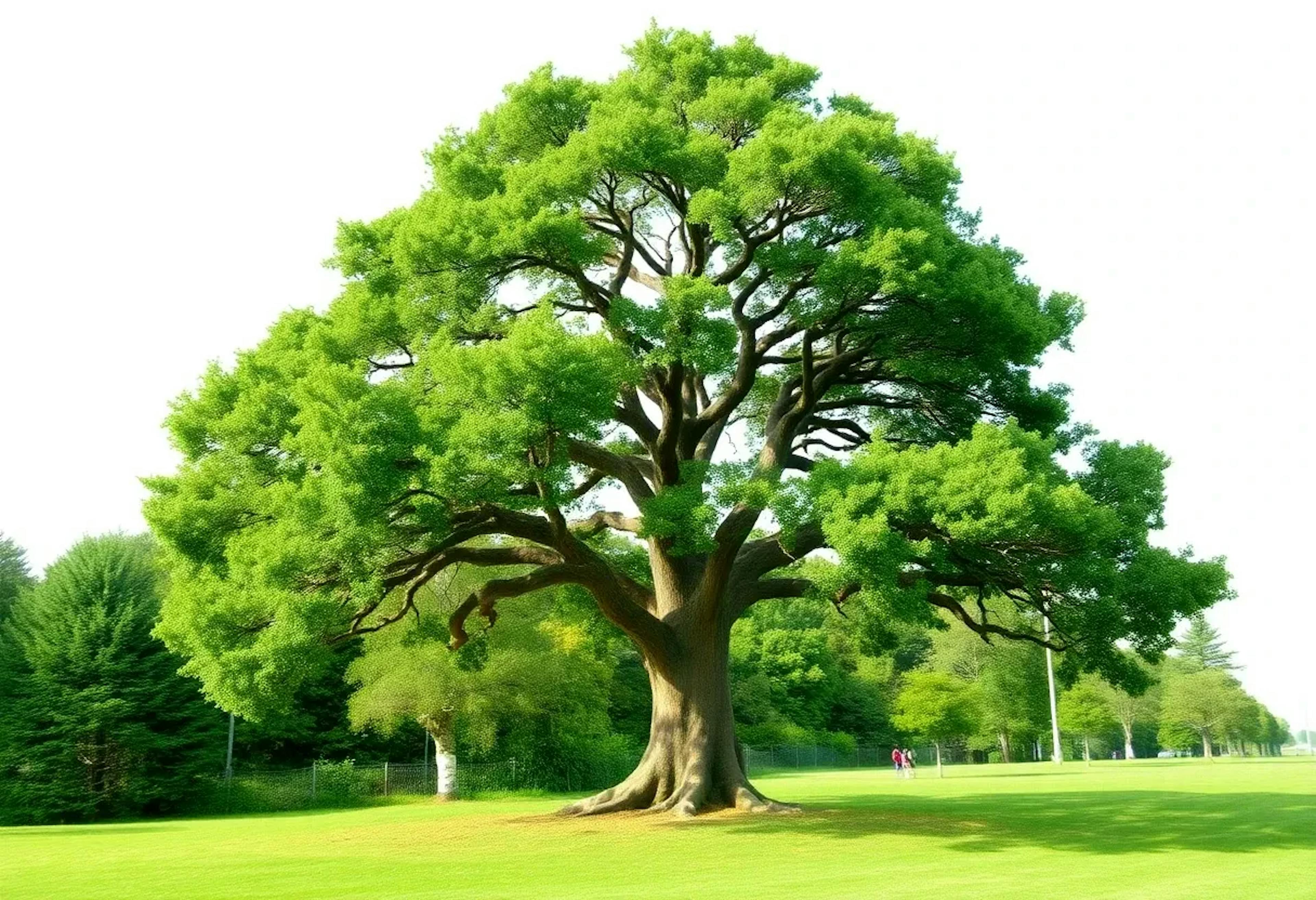 featured image - Optimization Performance on Synthetic Gaussian and Tree Embeddings