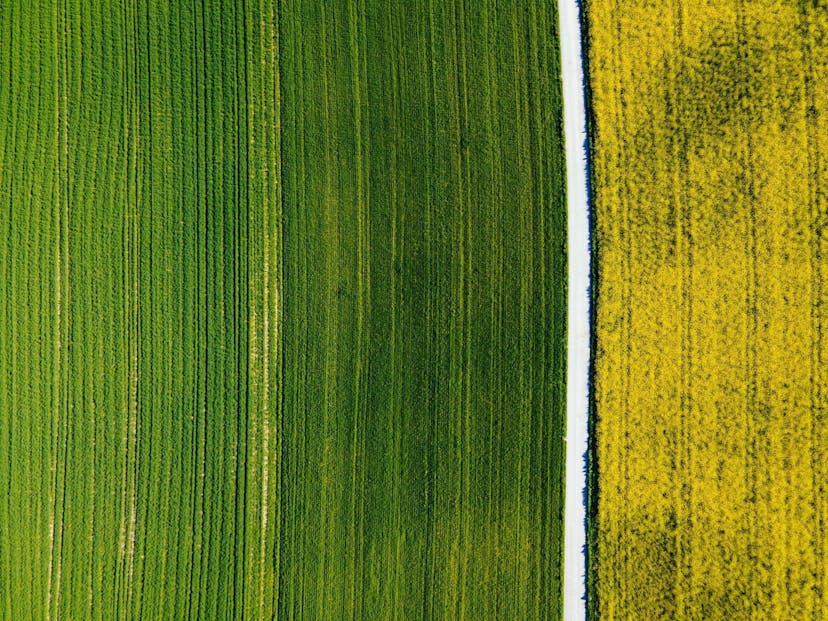 /all-you-need-is-ai-in-agriculture-5b2e376f feature image