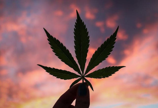 /cannabis-tech-some-people-love-it-some-hate-it-some-make-money-out-of-it-bzl379o feature image