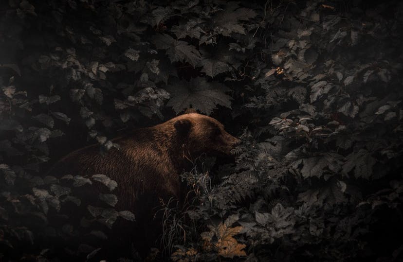 /dont-feed-the-bear feature image