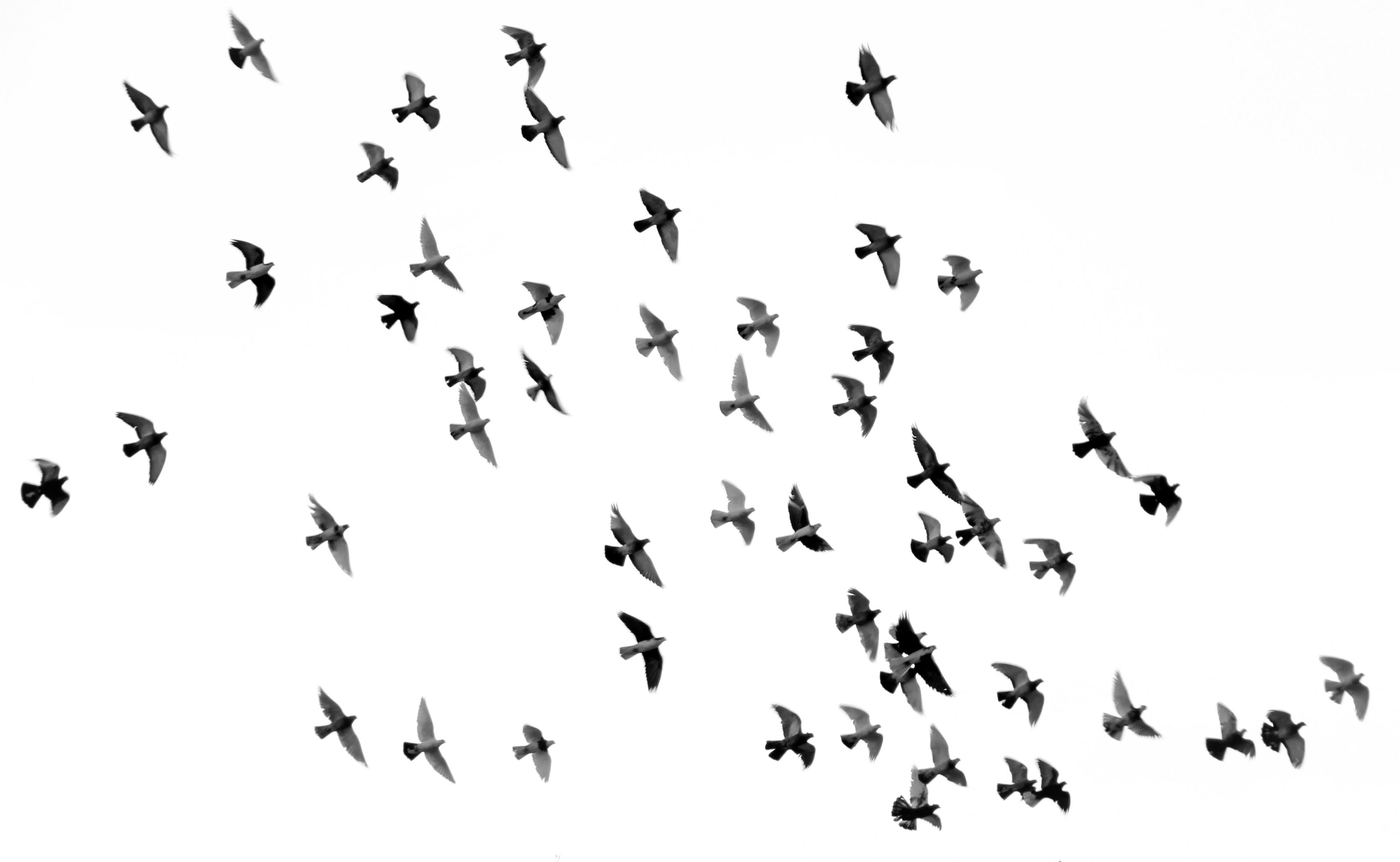 featured image - AI in the World of Ornithology: Using AI to Learn More About Birds