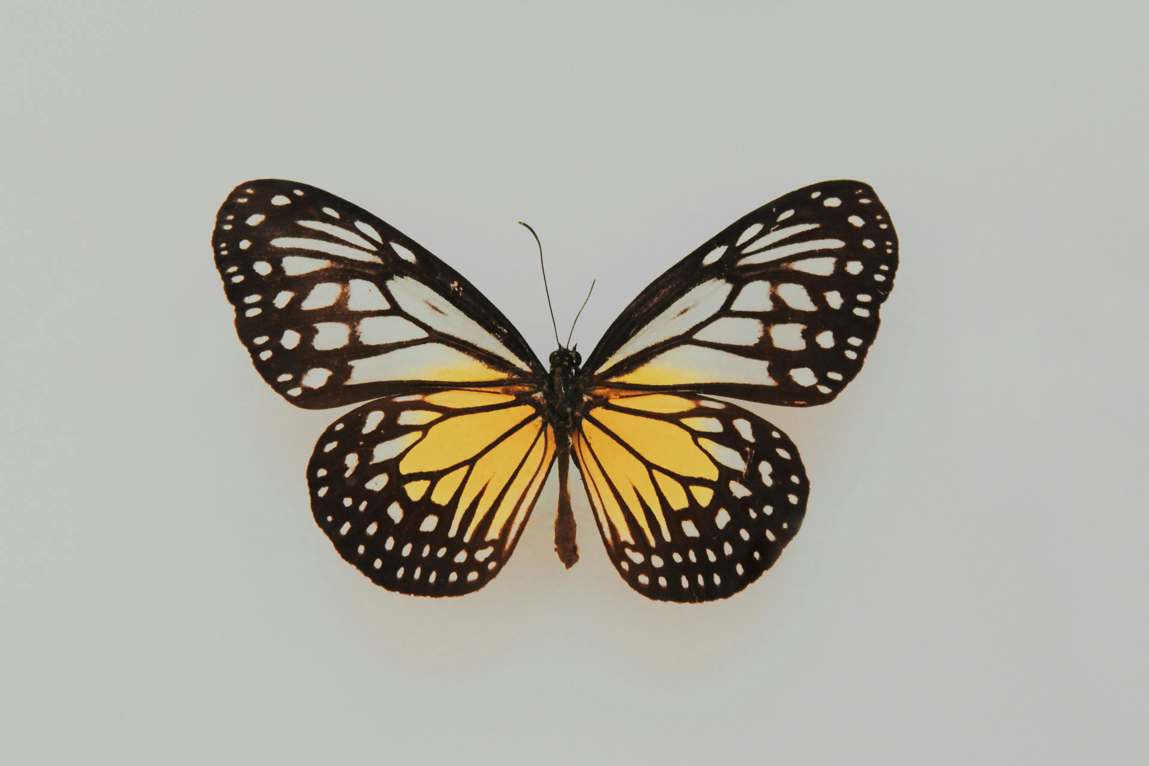Learn Repo's image-481a98