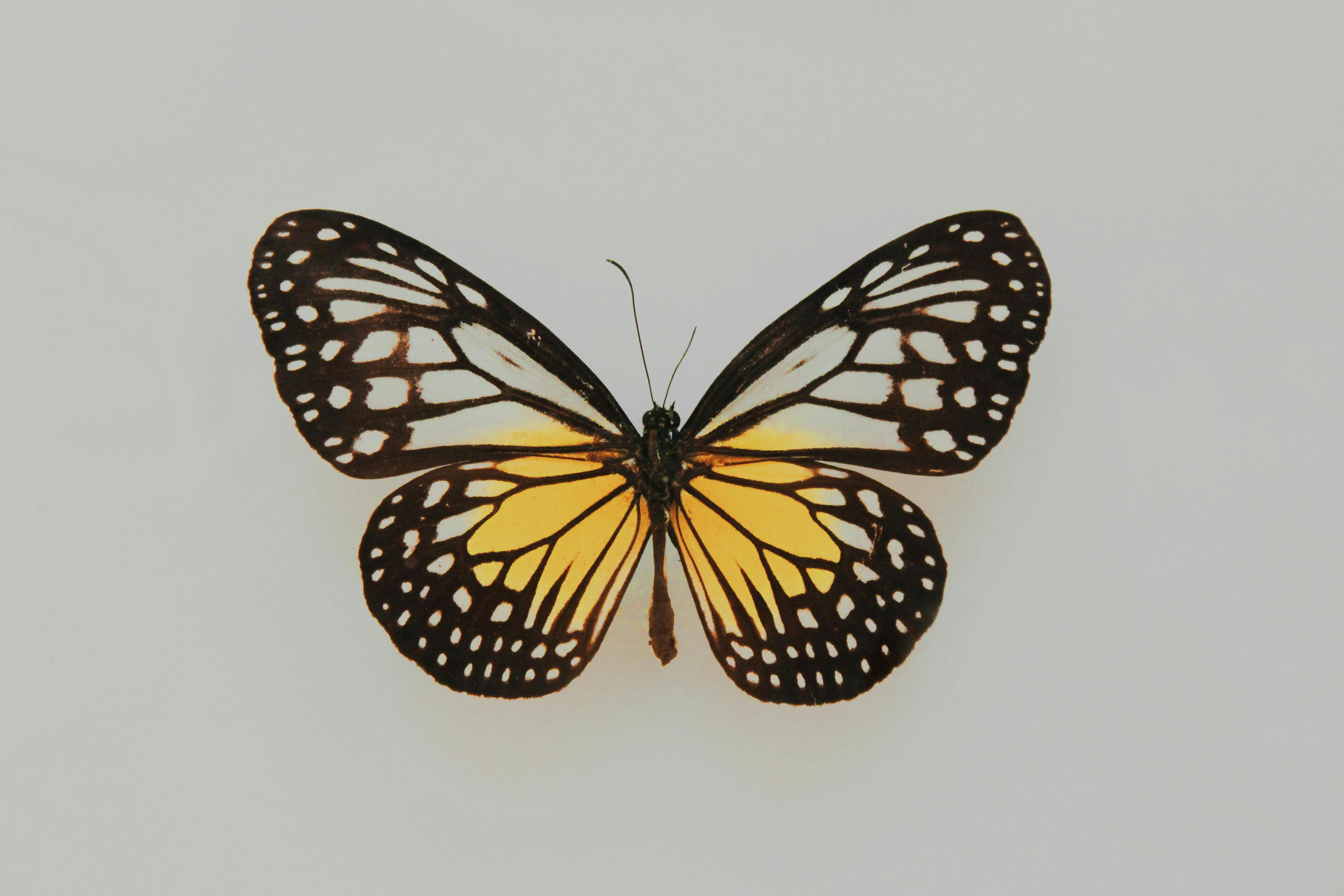 /the-first-provable-ai-proof-game-introducing-butterfly-wings-4 feature image