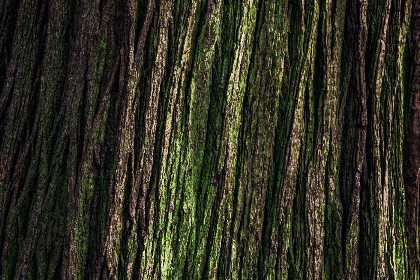 /this-museum-was-built-on-native-american-burial-mounds-what-to-know-about-the-dickson-mounds-museum feature image