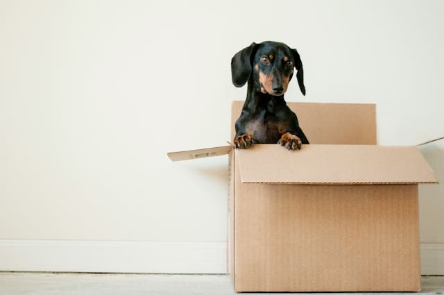 /c-packages-find-a-new-home-in-net-8-godot-engine feature image