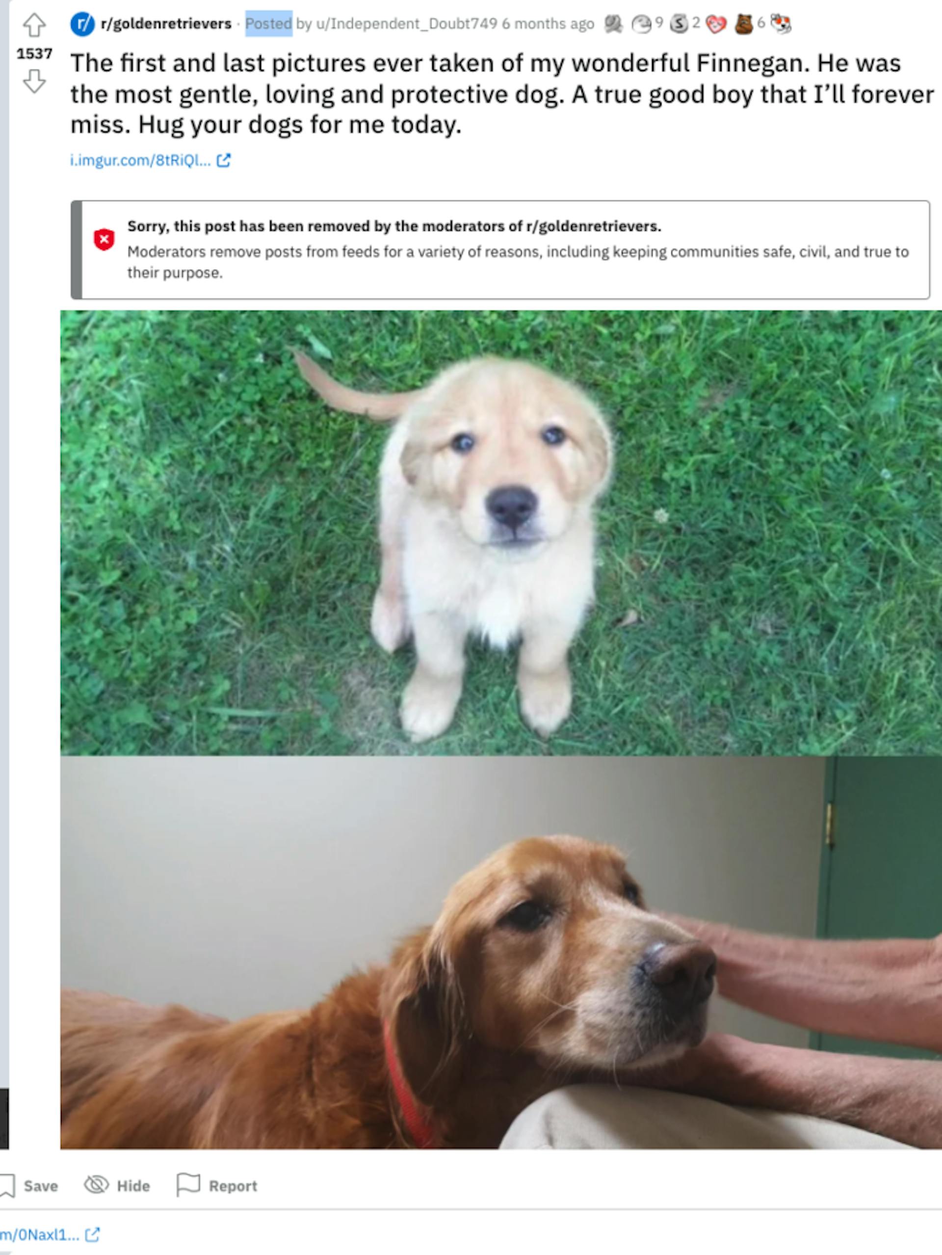 Moderator-removed reposts, like this one from r/goldenretrievers, are still visible on the site in moderators' comment histories.