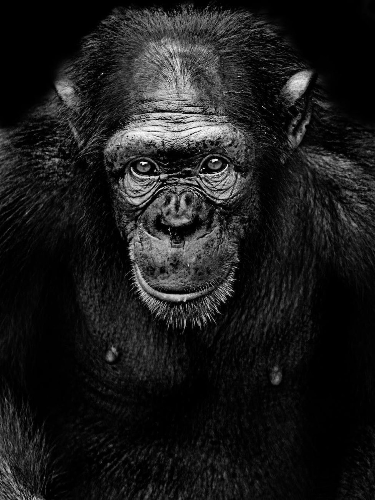 featured image - Astounding Stories of Super-Science, December 1930: The Ape-Men of Xlotli - Chapter IX