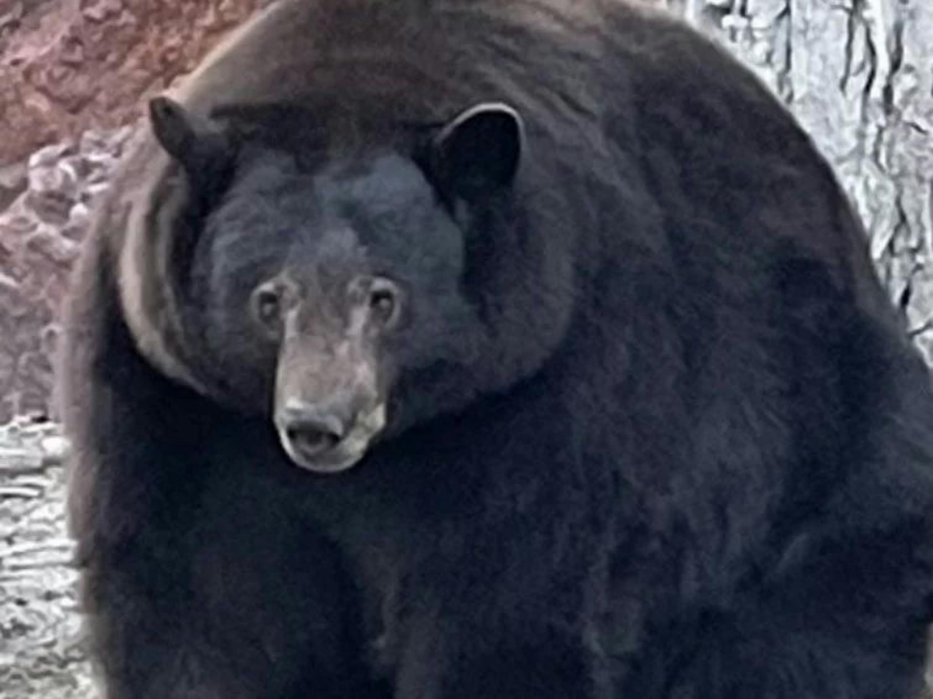 featured image - Hank the Tank: Should the Bear on the Run Be Adopted or Euthanized?