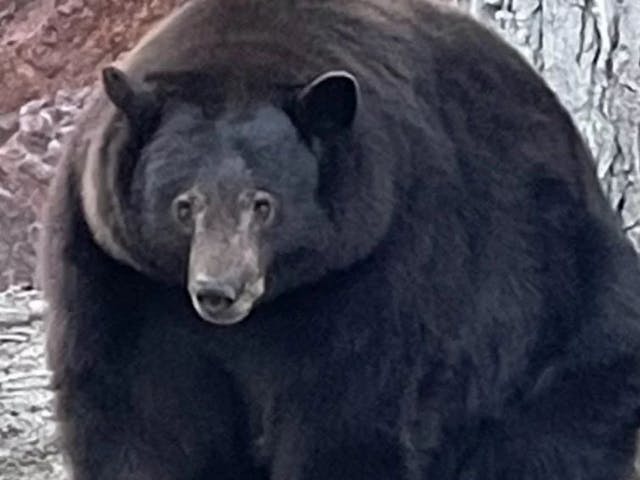 /hank-the-tank-should-the-bear-on-the-run-be-adopted-or-euthanized feature image