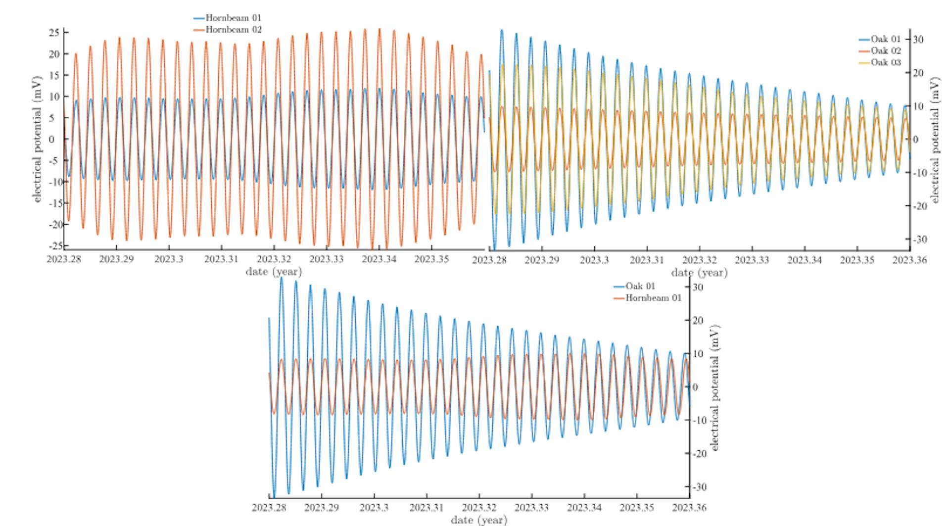 Figure 7: Lunar-solar tide K1 during the period from April 11, 2023, to May 11, 2023, extracted: top left from our 2 hornbeams, top right from our 3 oaks. At the bottom, the superposition, over the same period, of the K1 tides from the first oak (blue curve) and the first hornbeam (red curve)