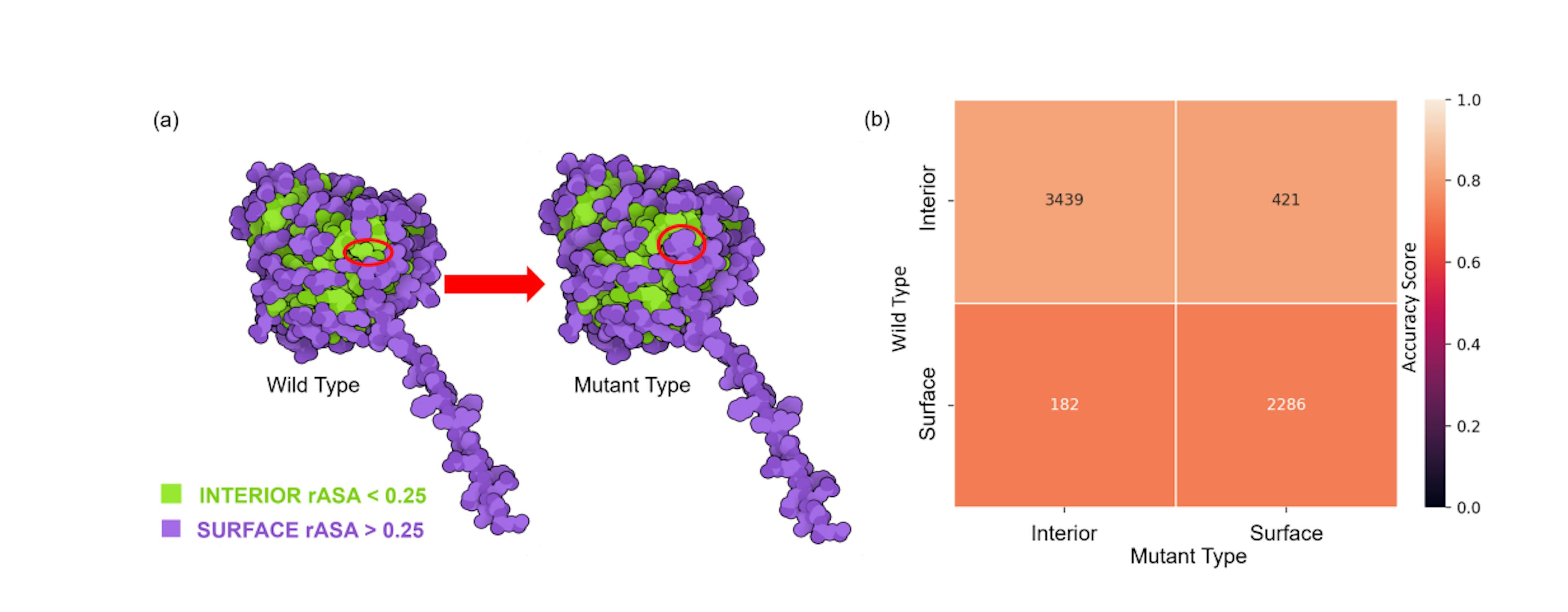 Figure 2: (a) The definitions of the structural regions on the protein label 213133708 with mutation ID: I283W. For both wild type and mutant type, amino acids in the proteins are classified under surface or interior regions based on the rASA of the residue. The residue ID 283 of protein label 213133708 was mutated from isoleucine (interior region) to trytophan (surface region). Structures are plotted with the software Illustrate[42]. (b) A comparison of performance of TopLapGBT among different mutation region types. The y-axis represents the region type for the original residue and the x-axis represents the region type for the mutated residue. The numbers indicated in each cell corresponds to the number of mutation samples in each regionregion mutation pair. The accuracy scores (CPR) for both interior-interior and interior-surface are 0.813 and 0.812 while the accuracy score for both surface-interior and surface-surface are 0.725 and 0.730.