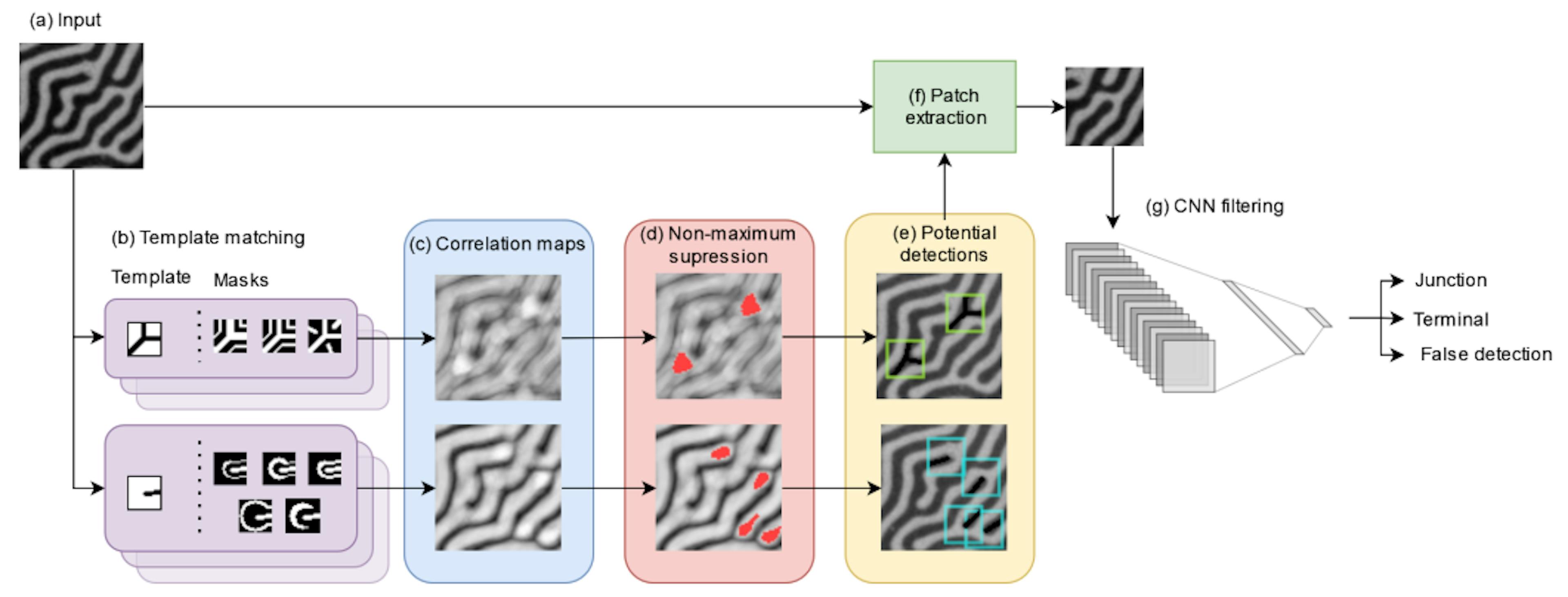 FIGURE 3. TM-CNN overview: (a) Our technique receives an image of magnetic labyrinthine patterns as input. (b) It applies template matchings to compute correlation maps. (c) Correlation maps measure the similarity between the templates and each region of the image. (d) The algorithm looks for high values in the correlation maps and applies a breadth-first search for non-maximum suppression. (e) The centers of potential detections are located at the highest correlation values inside the searched area. (f) The algorithm extracts 50×50 patches centered on each potential detection and classifies them using a CNN. (g) The classifier determines whether the detection is a junction, a terminal or a false detection.