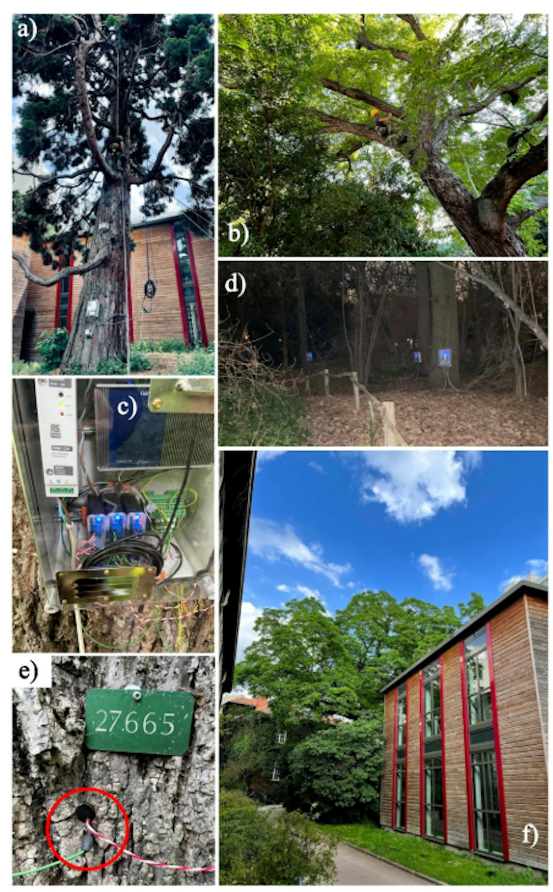 Figure 3: MNHN Observatory. a) Ongoing electrode placement on the trunk of the Sequoia. b) Ongoing electrode placement on the main branch of the Walnut tree. c) An example of a continuous electrical acquisition unit using Ganter modules. d) Nighttime photos of the instrumented 3 Oaks and 2 Hornbeams. The blue lights from the Gantner devices indicate the trees we are observing. e) In the red circle, an electrode (at the end of the green cable) inserted into the Walnut tree next to a thermal sensor (red and white cable). f) The Walnut tree and its canopy