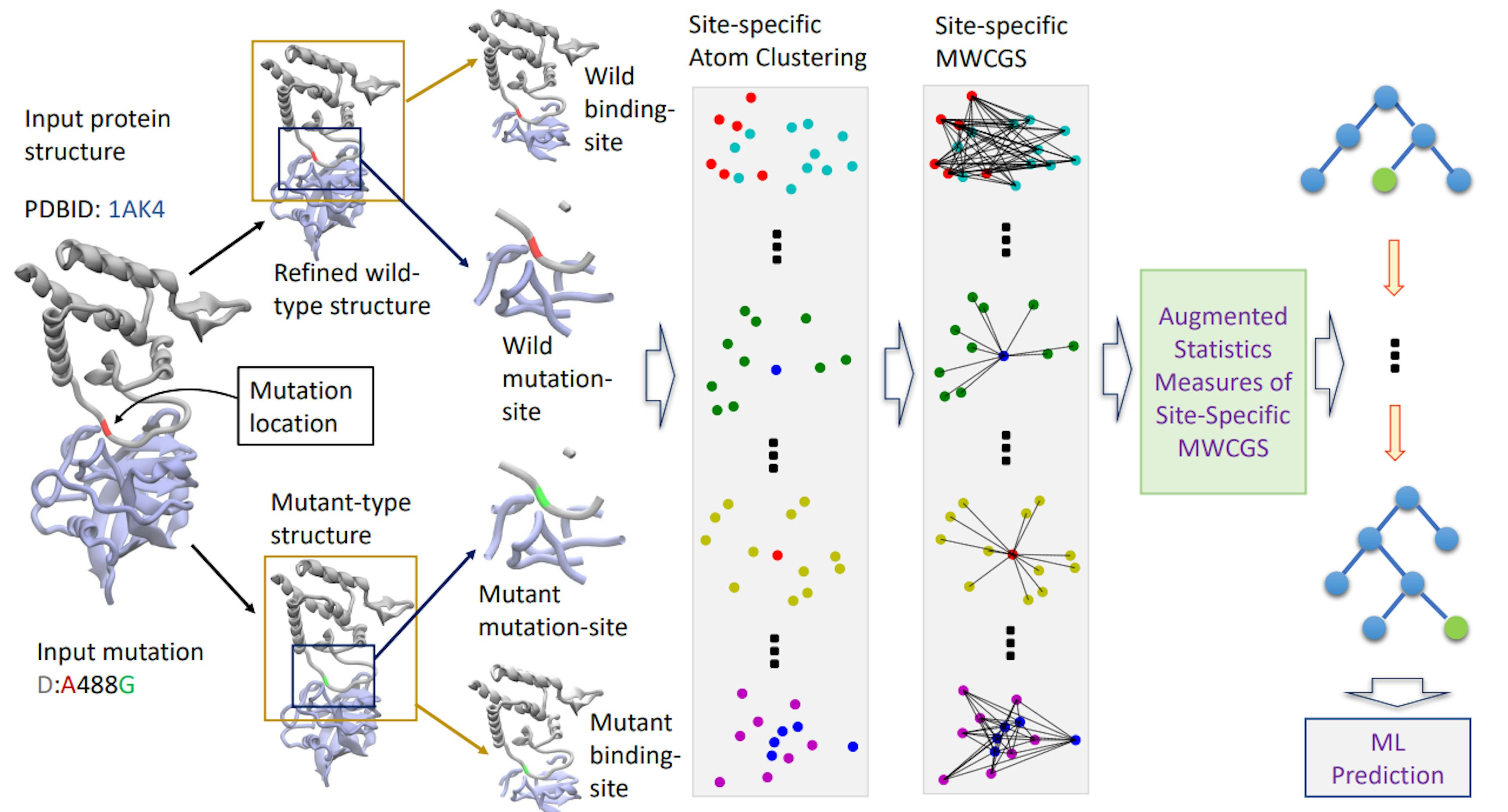 Figure 1: Illustration of the Geometric Graph Learning for Protein-Protein Interactions (GGL-PPI) workflow.Beginning on the left, an example protein structure (PDBID 1AK4) with a specific mutation (D:A488G) is