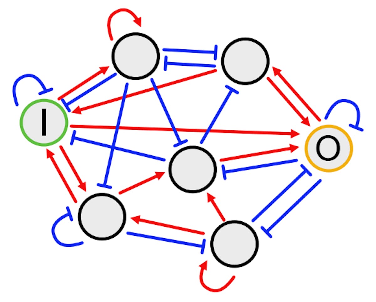 FIG. 1. An example of 5 node GRN. The nodes represent genes, and the edges represent the regulatory interactions. I expresses the input gene and O the output gens. The blue lines are activation and the red lines are repression.