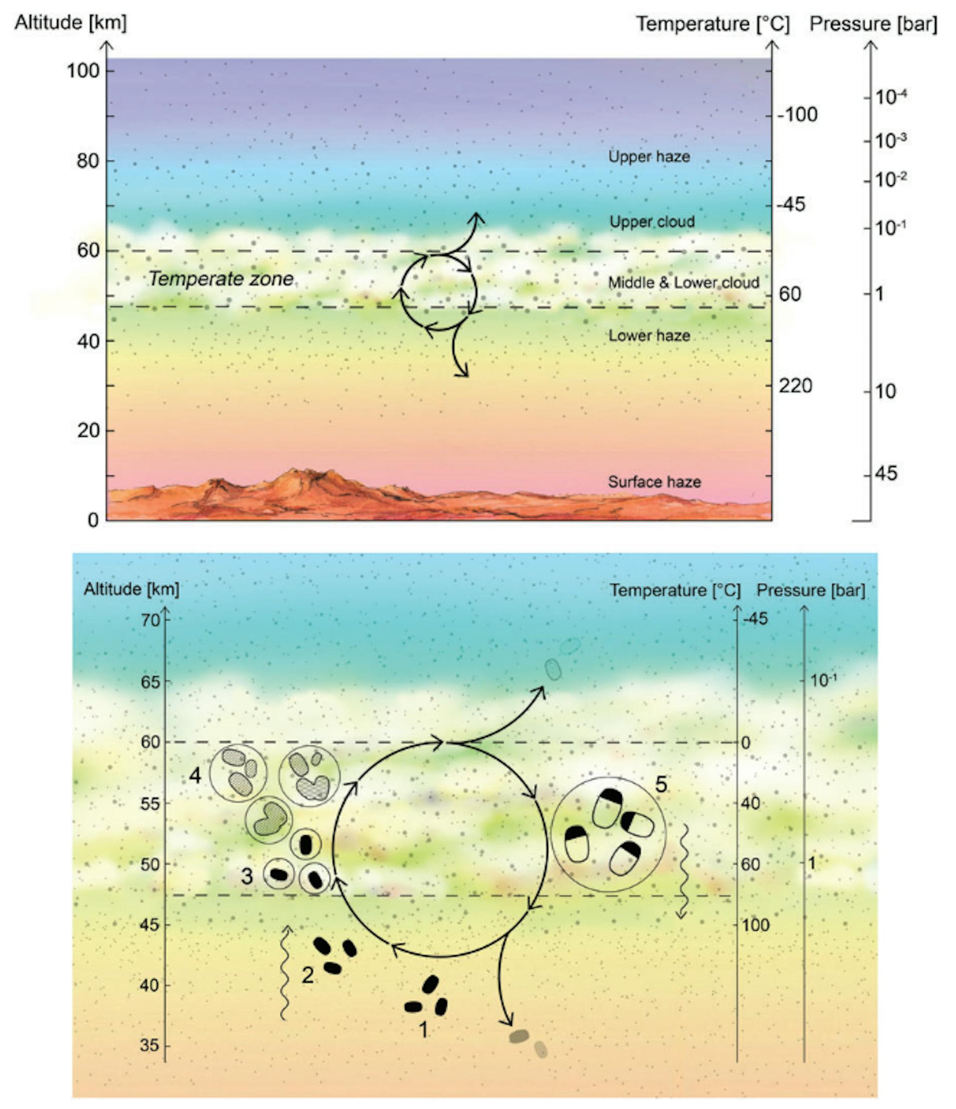 FIG. 1. Hypothetical life cycle of the Venusian microorganisms. Top panel: Cloud cover on Venus is permanent and continuous, with the middle and lower cloud layers at temperatures that are suitable for life. Bottom panel: Proposed life cycle. The numbers correspond to steps in the life cycle as described in the main text. (1) Desiccated spores (black blobs) persist in the lower haze. (2) Updraft of spores transports them up to the habitable layer. (3) Spores act as CCN, and once surrounded by liquid (with necessary chemicals dissolved) germinate and become metabolically active. (4) Metabolically active microbes (dashed blobs) grow and divide within liquid droplets (solid circles). The liquid droplets grow by coagulation. (5) The droplets reach a size large enough to gravitationally settle down out of the atmosphere; higher temperatures and droplet evaporation trigger cell division and sporulation. The spores are small enough to withstand further downward sedimentation, remaining suspended in the lower haze layer ‘‘depot.’’ CCN, cloud condensation nuclei. Color images are available online.