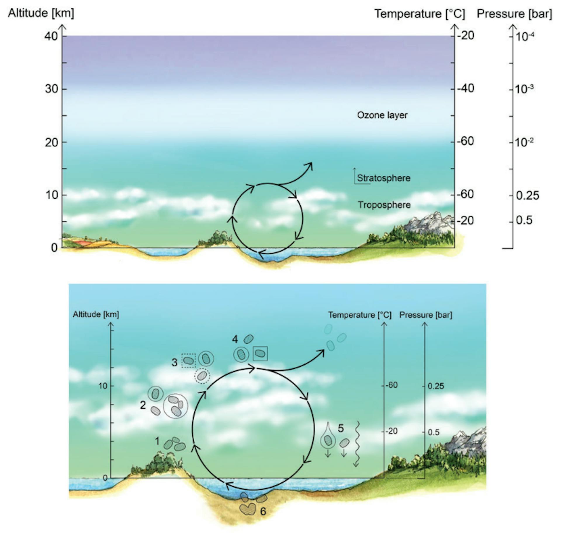 FIG. 5. The life cycle of Earth’s aerial biosphere is intimately connected with the habitable surface. Top panel: The cloud cover on Earth is transient and fragmented and is, therefore, not a permanent habitat for Earth’s aerial biosphere. (This is in contrast to Venus where the cloud cover is permanent and continuous.) Bottom panel: Life cycle of Earth’s aerial biosphere. (1) Updraft of metabolically active microorganisms (dashed blobs) from the surface. (2) Microbial cells are metabolically active both within water cloud droplets (solid circles) and in the free-floating form. (3) Cells likely act as CCN (dashed circle) and promote IN (dashed square) in the atmosphere, promoting droplet formation. (4) Metabolically active cells transiently persist in the atmosphere, are transported over long distances until (5) deposition onto the surface by precipitation or downdraft. (6) On colonization of the new surface habitat, active cell division commences. There is, as of yet, no evidence for cell division in the clouds. Note that Earth’s microbial aerial biosphere is metabolically active at every step of the life cycle, and survival is not limited to microorganisms capable of sporulation (Bryan et al., 2019). We note that some fraction of free-floating cells can be transported high into the stratosphere (*38 km) where, if they are not brought back down within a couple of days, they will die from severe desiccation and high-UV exposure (semi-transparent dashed blobs). IN, ice nucleation. Color images are available online.