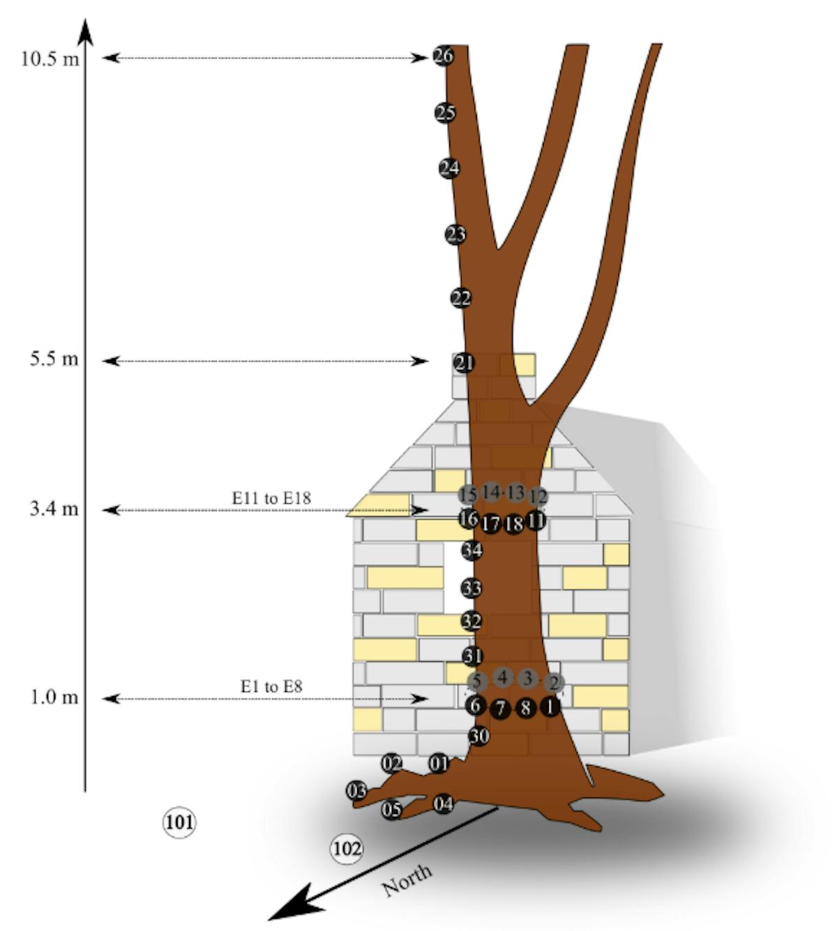 Figure 1: Schematic representation of the electrical acquisition protocol conducted on the Remungol poplar tree in 2003