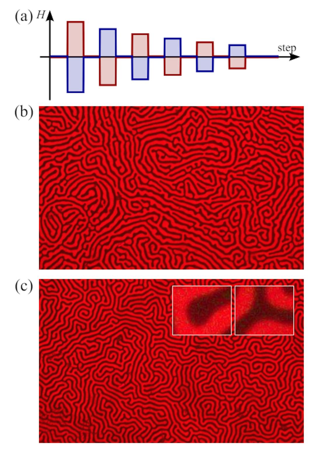 FIG. 1. (a) Schematic figure of the external magnetic field stepping protocol. The sequence starting from the positive (negative) magnetic field is denoted by the red (blue) line. Domain images of (b) the quenched state at step 0 and (c) the annealed state at step 36. The left and right insets in (c) display the structures of a terminal and a junction, respectively.