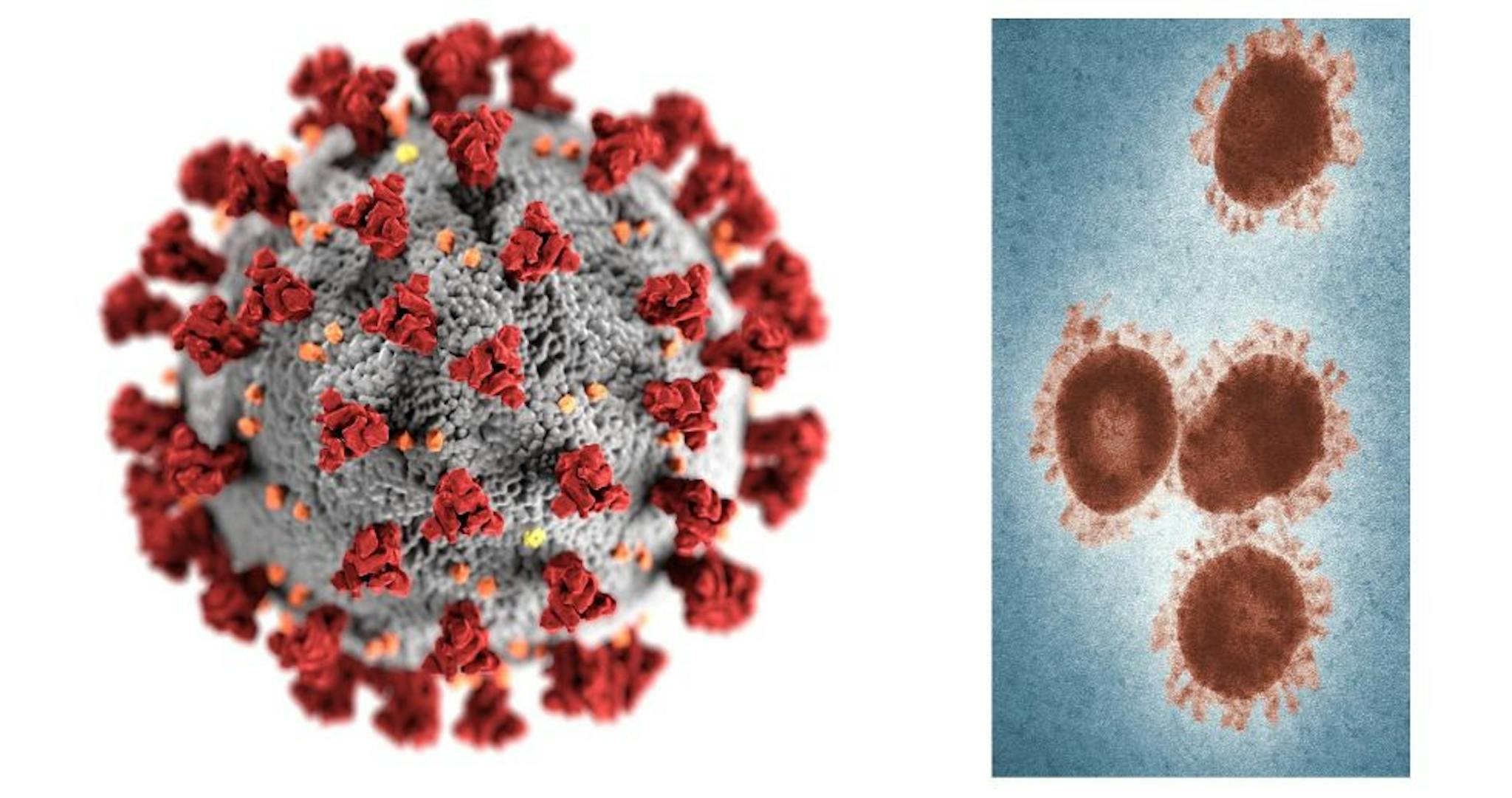 Figure 1. Schematic depictions of coronavirus search results. The images are taken from Unsplash and attributed to the Public Health Image Library from the Centers for Disease Control and Prevention.