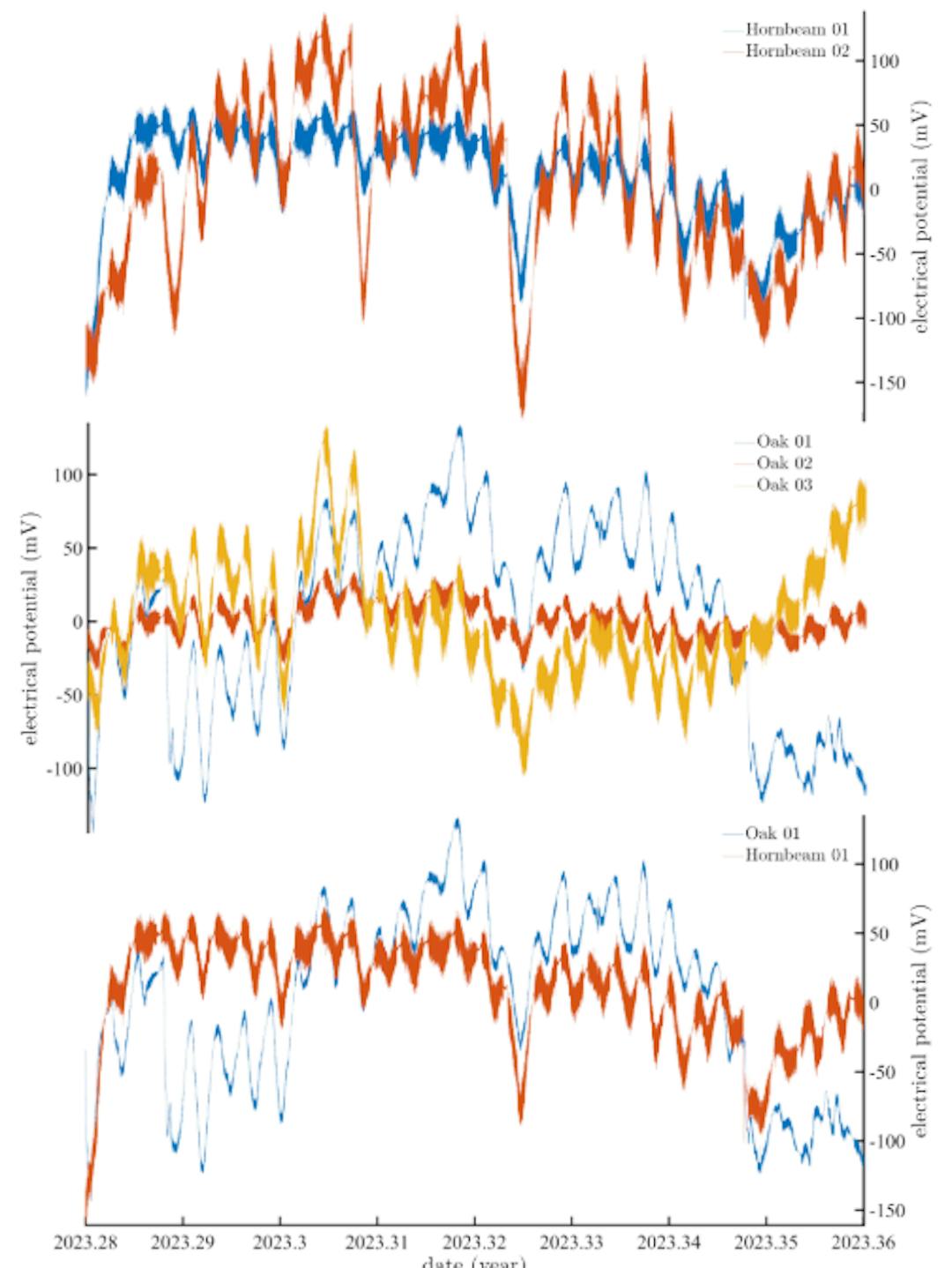 Figure 4: At the top, overlay of raw electrical signals measured at 1 meter above the ground in the trunks of the 2 hornbeams, north-facing. In the middle, overlay of raw electrical signals measured at 1 meter above the ground in the trunks of the 3 oaks, north-facing. At the bottom, overlay and comparison of raw electrical signals recorded by oak number 1 and hornbeam number 1.