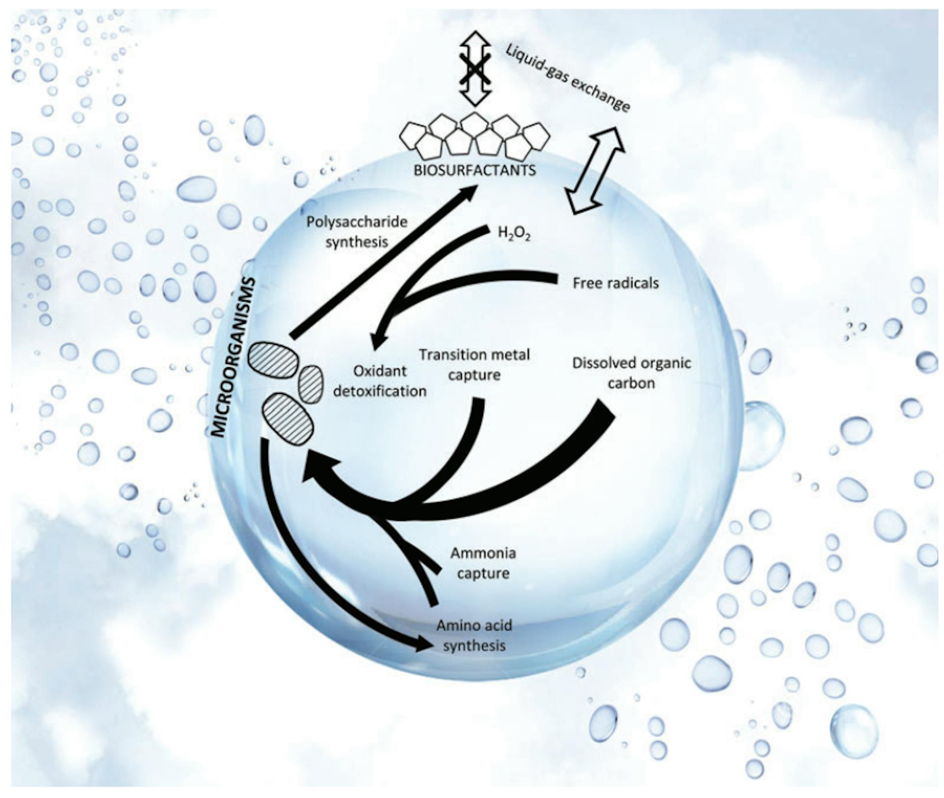 FIG. 4. Major metabolic processes for life residing in Earth cloud liquid water droplets. Single-celled microorganisms are shown by the dashed blobs. Selected key adaptations for microbes to survive inside the droplet are depicted by black arrows. Thicker arrows represent more important pathways. The processes were identified from the metatranscriptomics studies of Earth’s aerial cloud biosphere (Amato et al., 2019). The droplet size has a diameter on order of 10 mm. The background is meant to be illustrative of cloud makeup. Figure adapted from Amato et al. (2019). Color images are available online.