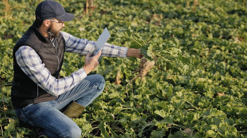 /an-app-that-identifies-pests-and-plant-diseases-on-the-go feature image