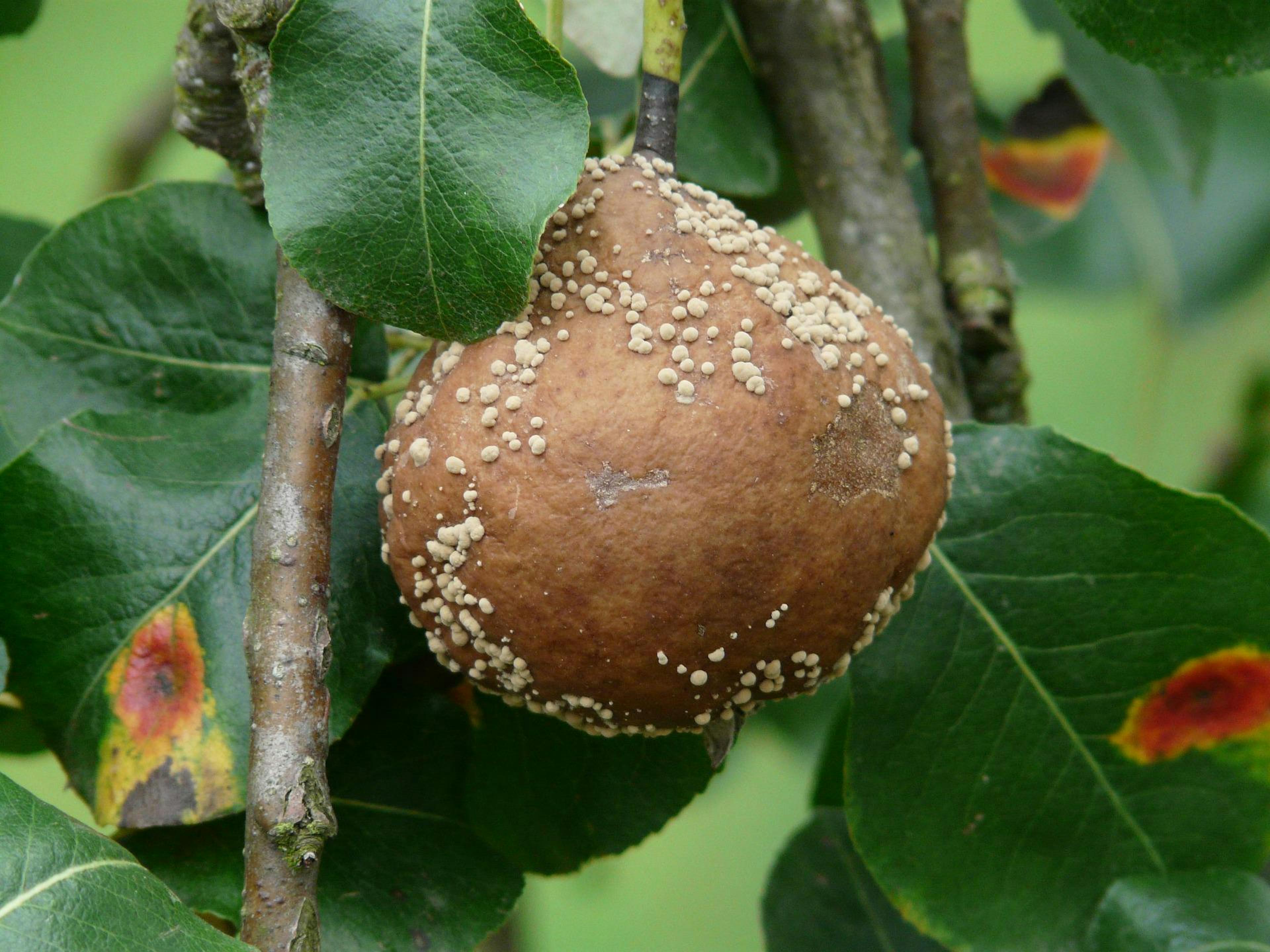 Identify plant diseases with your smartphone
