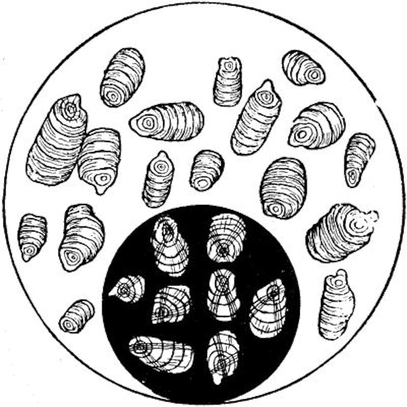 ARROWROOT STARCH.