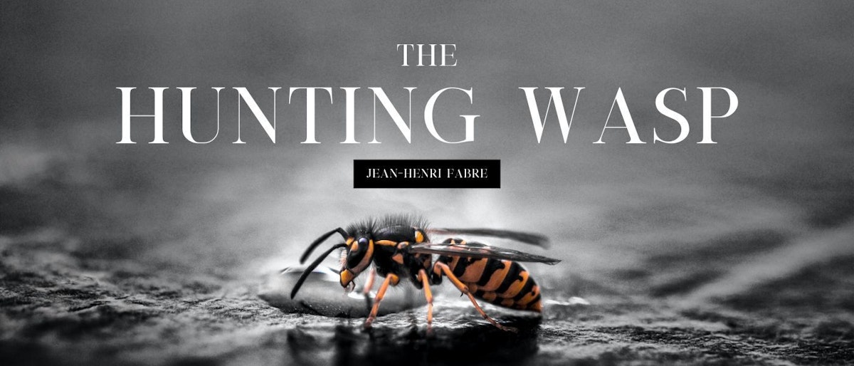 featured image - Henri Fabre’s essays on Wasps