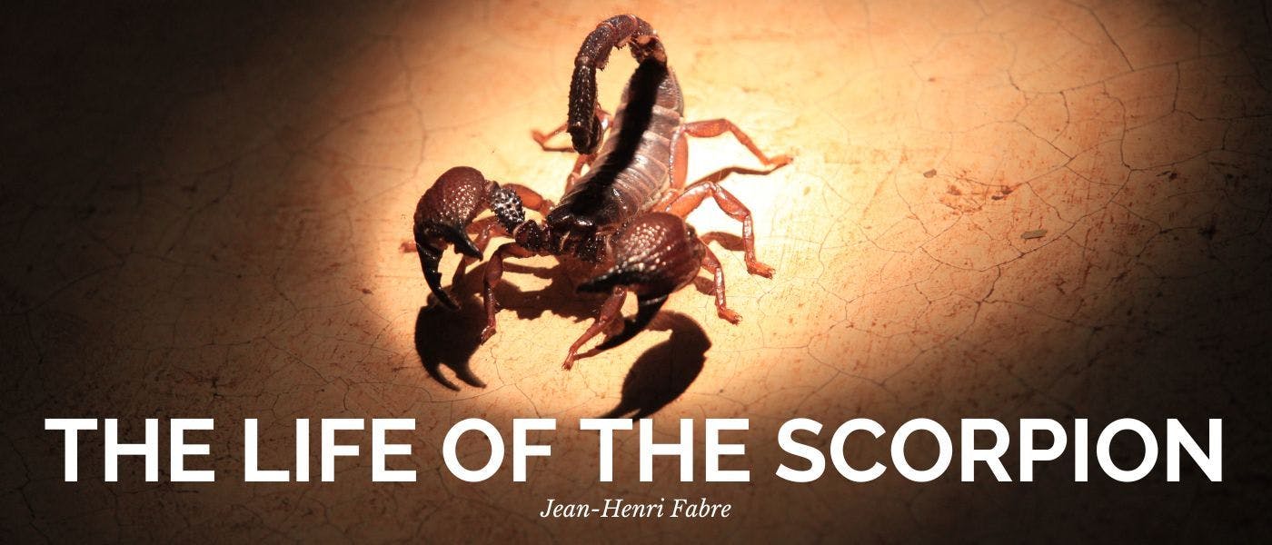 featured image - THE LANGUEDOCIAN SCORPION: THE IMMUNITY OF LARVÆ