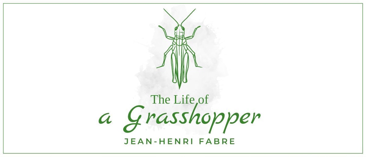 featured image - My Dear Green Grasshopper