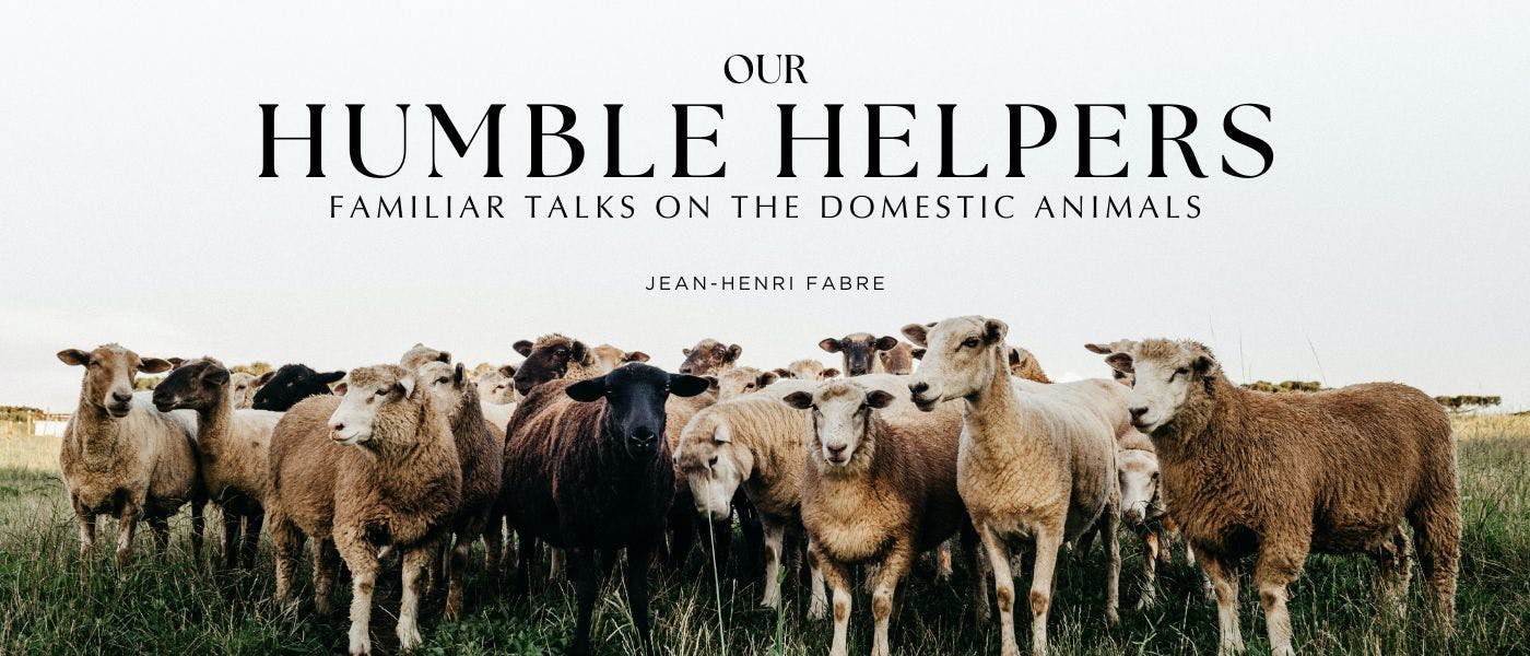 /the-sheeps-origin feature image