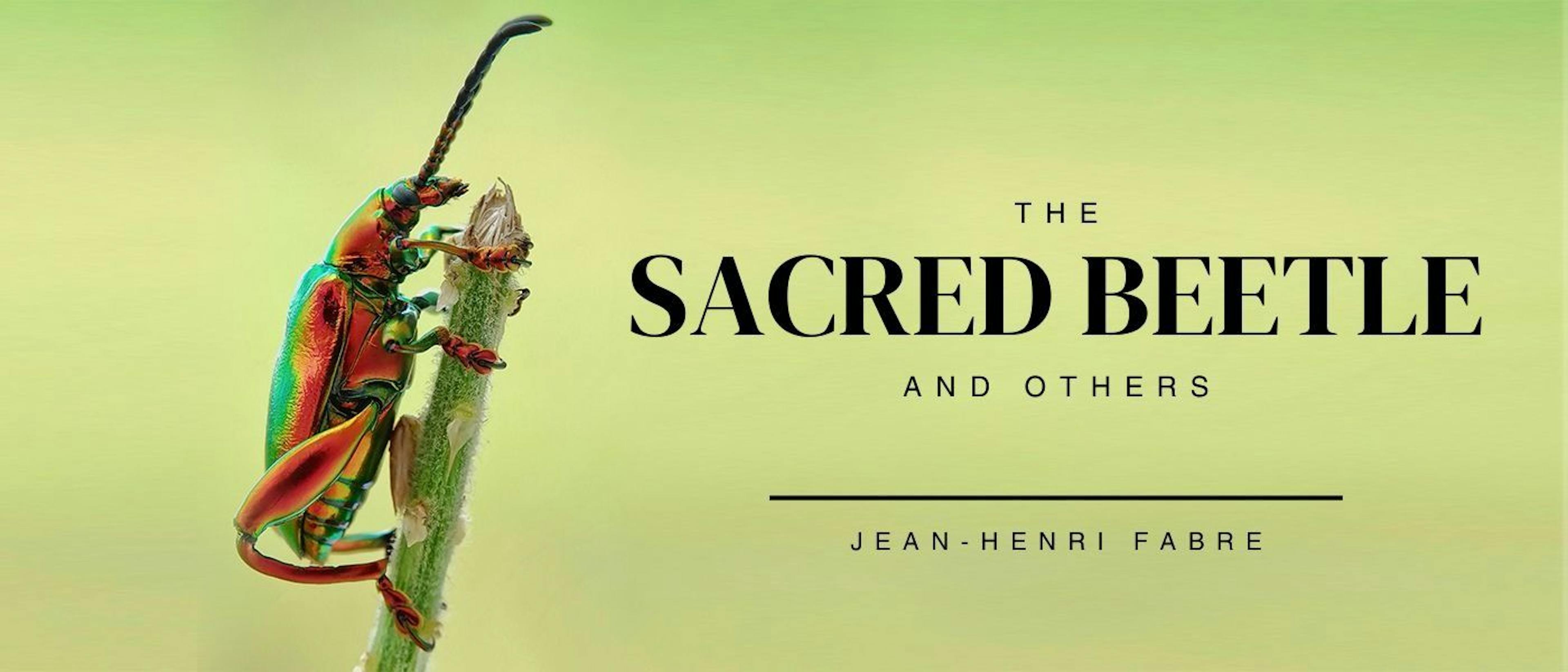 featured image - THE SACRED BEETLE IN CAPTIVITY