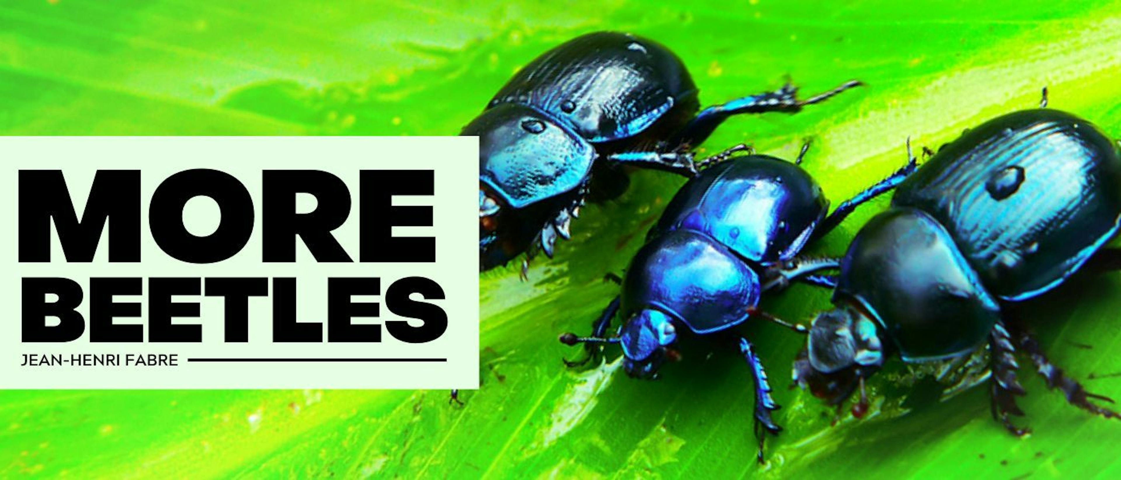 /the-pine-cockchafer feature image