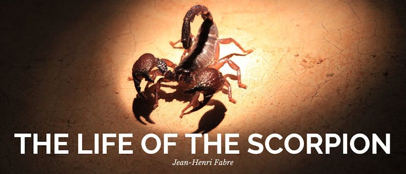 /the-pentatomae-and-their-eggs feature image