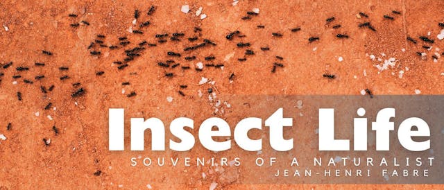 /a-parasitethe-cocoon feature image