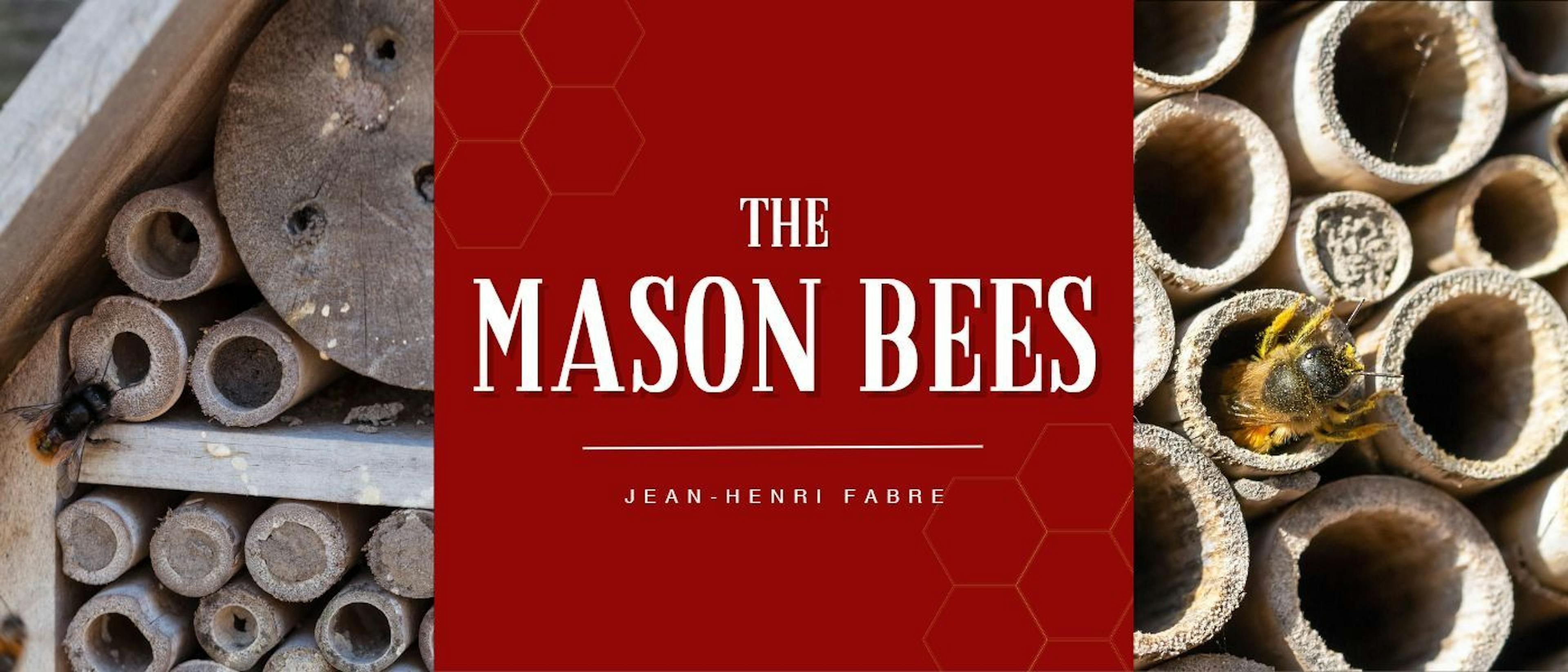 featured image - THE TRIBULATIONS OF THE MASON-BEE