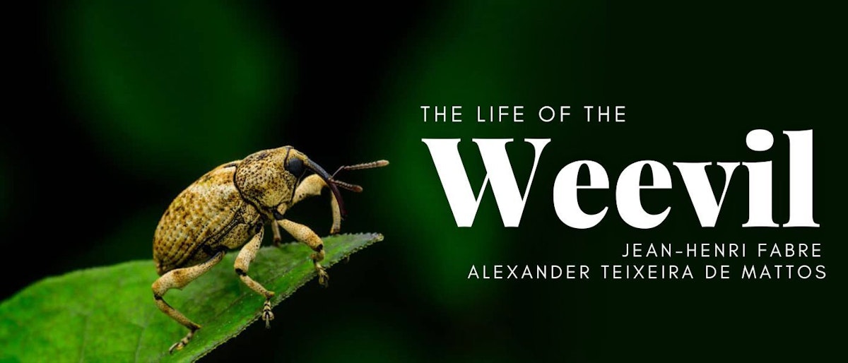 featured image - THE NUT-WEEVIL