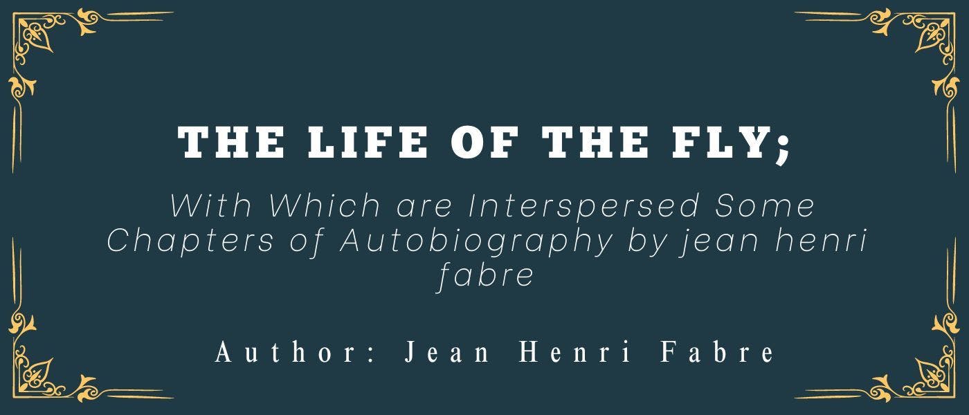 /the-bumblebee-fly feature image