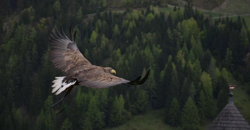 /gnulinux-its-freedom-out-of-your-comfort-zone feature image