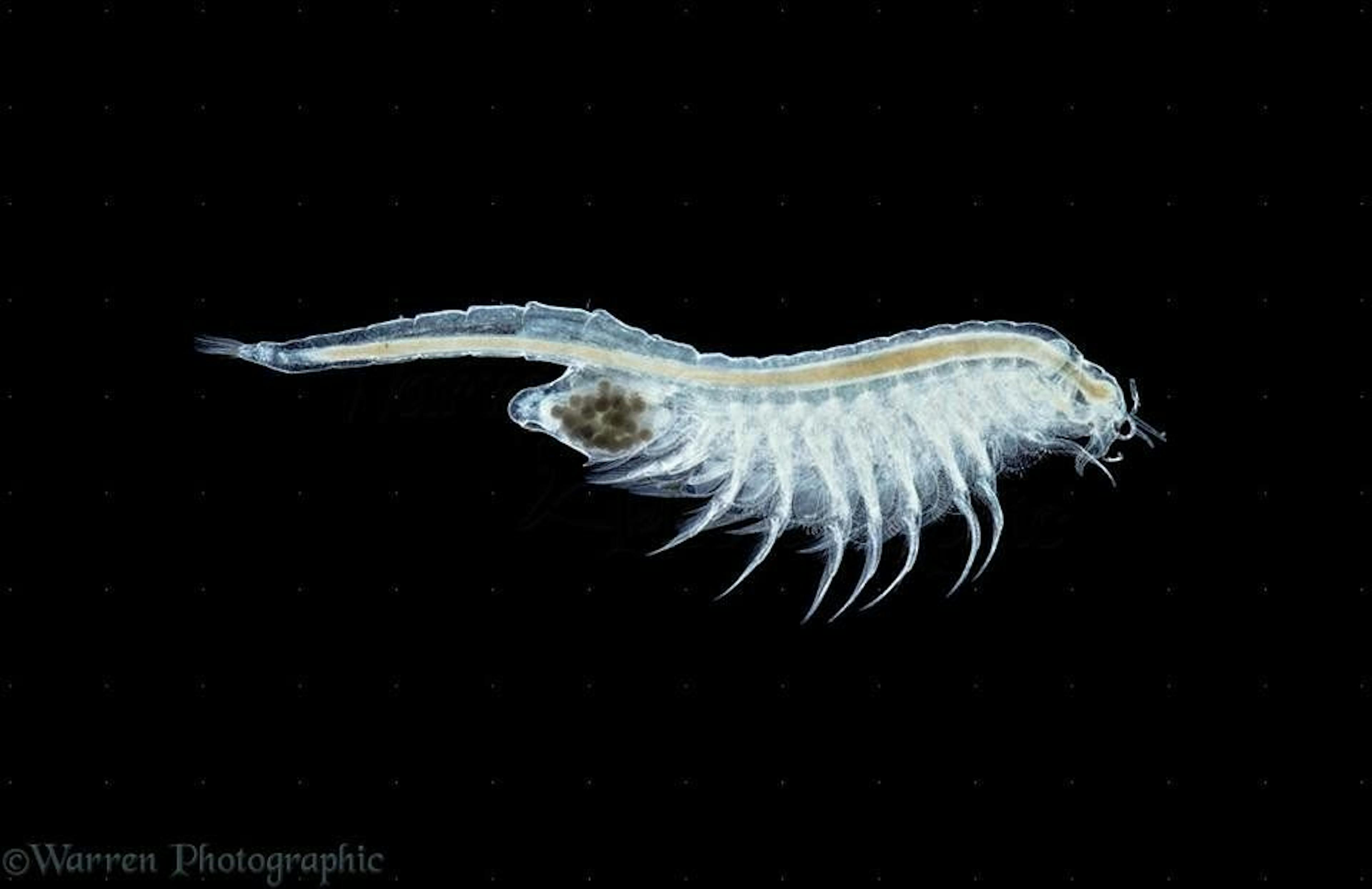 How to Breed Brine Shrimp at Home