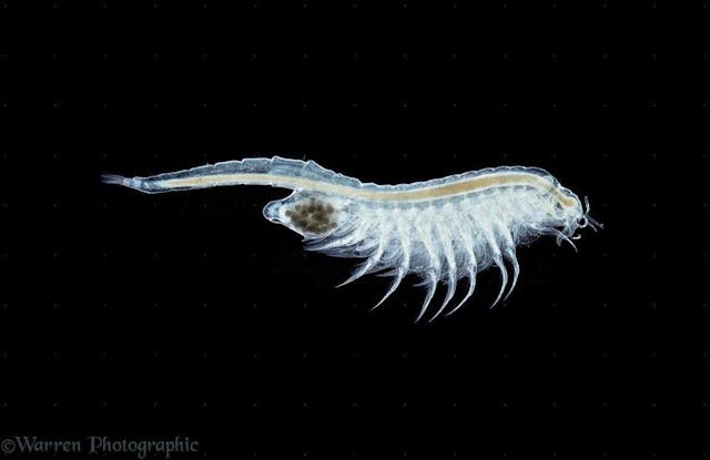 /how-to-breed-brine-shrimp-at-home-sh3y31hz feature image