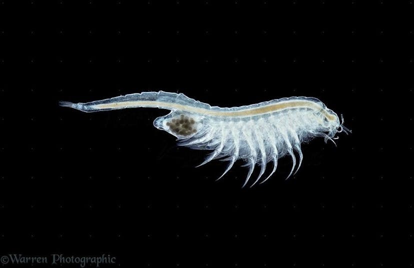 /how-to-breed-brine-shrimp-at-home-sh3y31hz feature image