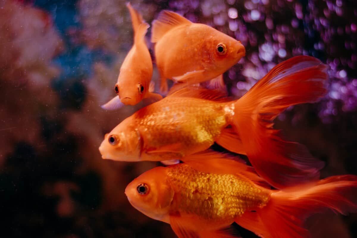 featured image - Do Goldfish Sleep Like Humans Do?  - No Eyelids, No Problem